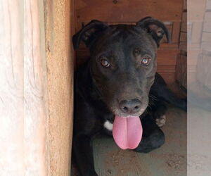 Labrador Retriever-Unknown Mix Dogs for adoption in Apple Valley, CA, USA