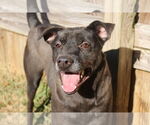 Small #1 Labrador Retriever Mix