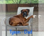 Small #7 Boxer