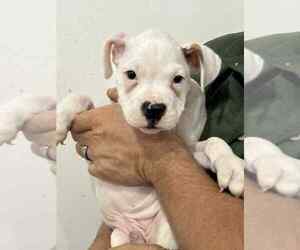 Medium Boxer