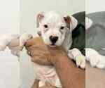 Image preview for Ad Listing. Nickname: White Boxer Boy