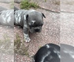 Small #3 French Bulldog