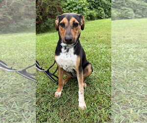Beagle-Unknown Mix Dogs for adoption in Attalka, AL, USA