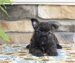 Small #2 Cairn Terrier