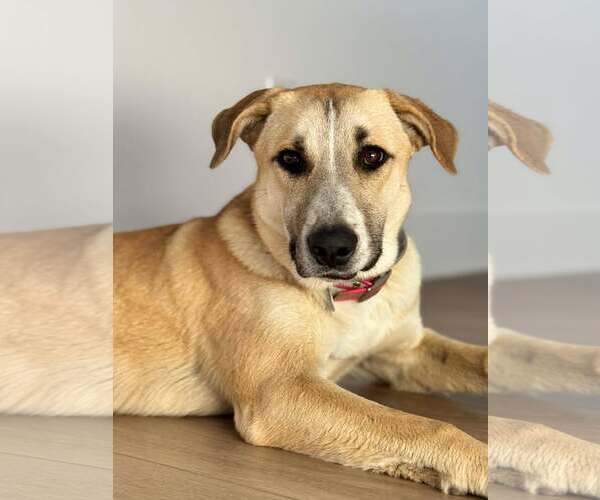 Medium Photo #1 Mutt Puppy For Sale in Dallas, TX, USA