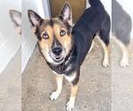 Small #2 German Shepherd Dog