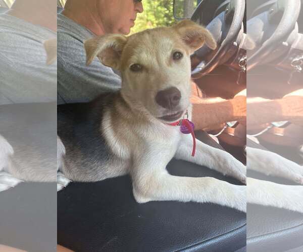 Medium Photo #2 Mutt Puppy For Sale in Spring Lake, NC, USA