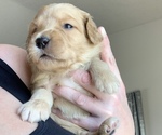Small Photo #51 Goldendoodle Puppy For Sale in RATHDRUM, ID, USA