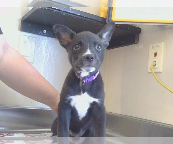 Medium Photo #1 Siberian Husky-Unknown Mix Puppy For Sale in Sacramento, CA, USA