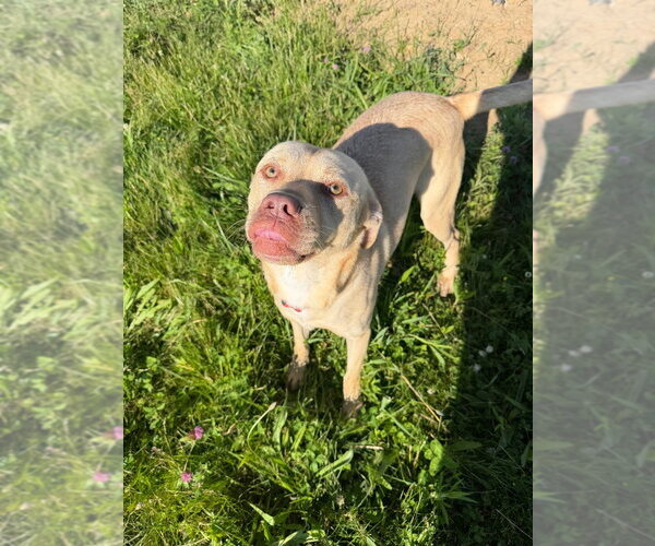 Medium Photo #5 American Staffordshire Terrier-Labrador Retriever Mix Puppy For Sale in Pierceton , IN, USA
