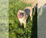 Small #4 American Staffordshire Terrier-Labrador Retriever Mix