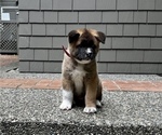 Small Photo #3 Akita Puppy For Sale in PORT LUDLOW, WA, USA