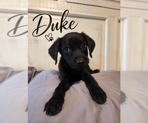 Mutt Dogs for adoption in MIDWAY, UT, USA