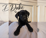 The Duke - Male Mutt Dog for Adoption - Small photo