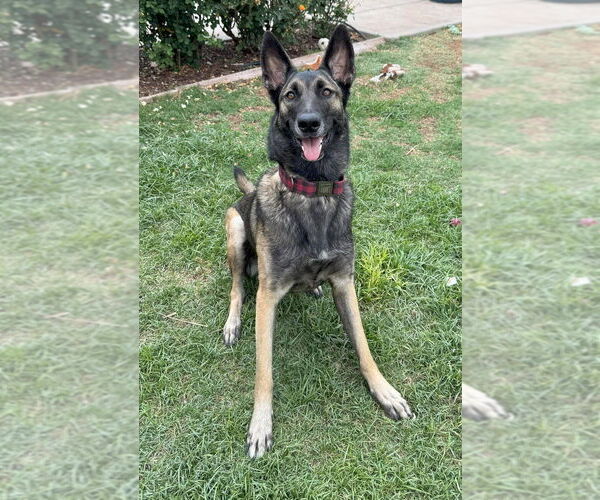 Medium Photo #3 German Shepherd Dog-Unknown Mix Puppy For Sale in Imlay City, MI, USA