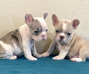 French Bulldog Puppy for sale in GLENDALE, CA, USA