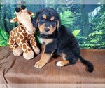 Small Photo #14 Golden Mountain Dog Puppy For Sale in BLACK FOREST, CO, USA