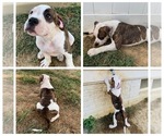 Small Photo #14 American Bulldog Puppy For Sale in SAINT CHARLES, MD, USA