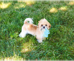 Small #1 Shih Tzu