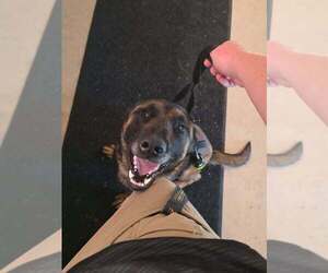 King located in MI - Male Mutt Dog for Adoption - Photo #2