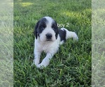 Small #4 Cocker Spaniel-English Springer Spaniel Mix