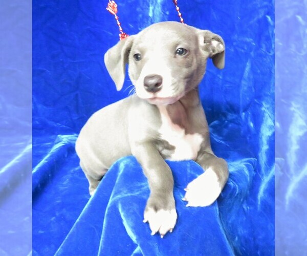 Medium Photo #1 Italian Greyhound Puppy For Sale in NORWOOD, MO, USA