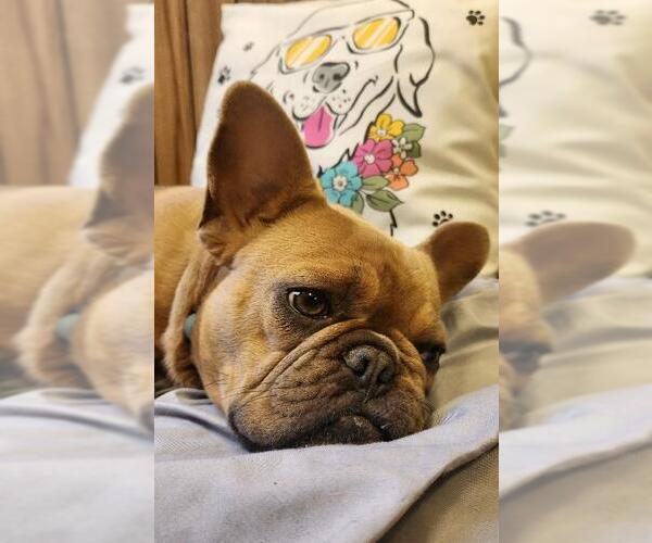 Medium Photo #8 French Bulldog Puppy For Sale in Parlier, CA, USA