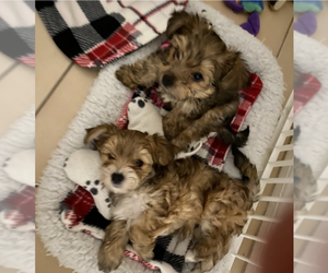 Morkie-Yorkshire Terrier Mix Puppy for sale in CAPE CORAL, FL, USA