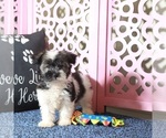 Small #2 Havanese