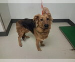 Small Golden Shepherd