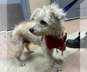 Poodle (Miniature)-Unknown Mix Dogs for adoption in Pacifica, CA, USA