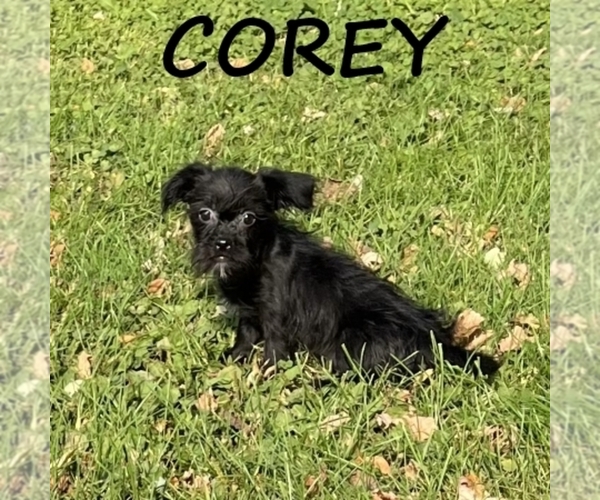 Medium Photo #2 Shorkie Tzu Puppy For Sale in HARTLAND, MN, USA
