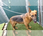 Small German Shepherd Dog