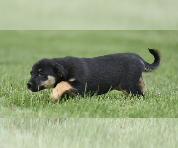 Medium Photo #5 Borador Puppy For Sale in Mechanicsburg, PA, USA