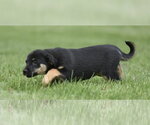 Small #4 Borador