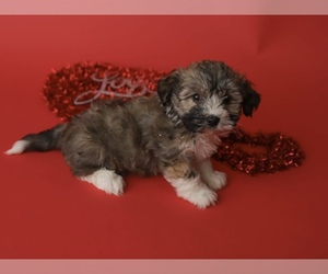 Havanese Puppy for sale in El Dorado, KS, USA