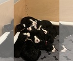 Small Photo #13 Bernese Mountain Dog Puppy For Sale in BURLINGTON, NC, USA