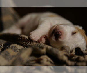 Golden Mountain Doodle  Puppy for sale in JIM FALLS, WI, USA