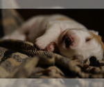 Image preview for Ad Listing. Nickname: Pearl