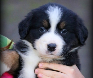 Bernese Mountain Dog Puppy for sale in RAINIER, OR, USA