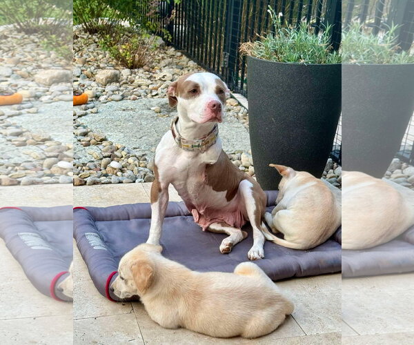 Medium Photo #9 American Pit Bull Terrier-Unknown Mix Puppy For Sale in Germantown, OH, USA