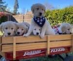 Small Photo #1 Golden Retriever Puppy For Sale in CITRUS HEIGHTS, CA, USA