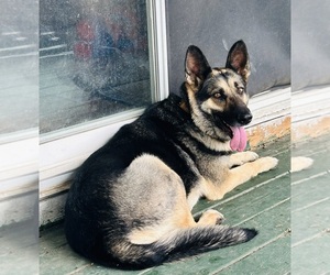 Mother of the German Shepherd Dog puppies born on 07/01/2025