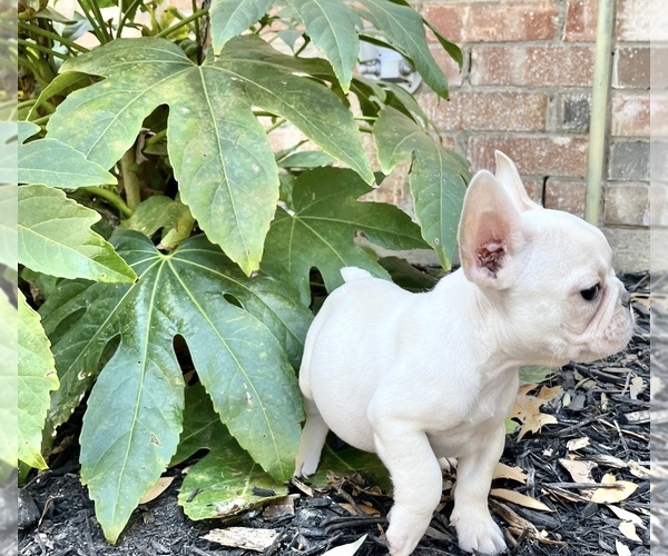 Medium Photo #2 French Bulldog Puppy For Sale in ROCKWALL, TX, USA