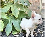Small Photo #2 French Bulldog Puppy For Sale in ROCKWALL, TX, USA