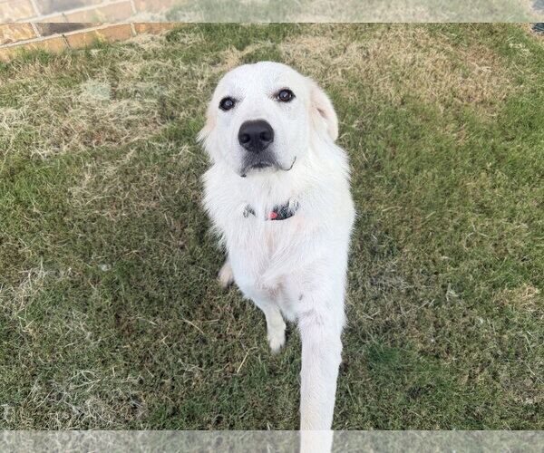 Medium Photo #6 Great Pyrenees-Unknown Mix Puppy For Sale in Dallas, TX, USA