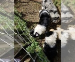 Small Photo #7 Border Collie Puppy For Sale in WILLIAMSBURG, CO, USA