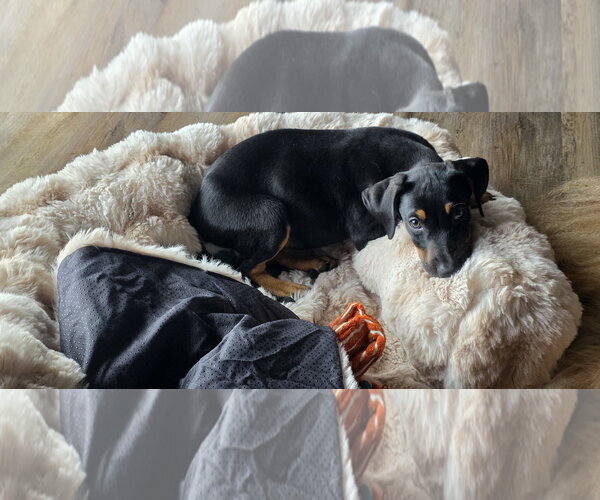 Medium Photo #4 Doberman Pinscher-Unknown Mix Puppy For Sale in Minneaoplis, MN, USA