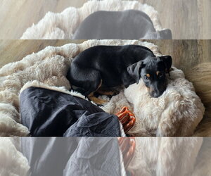 Marty - Male Doberman Pinscher-Unknown Mix Dog for Adoption - Photo #4