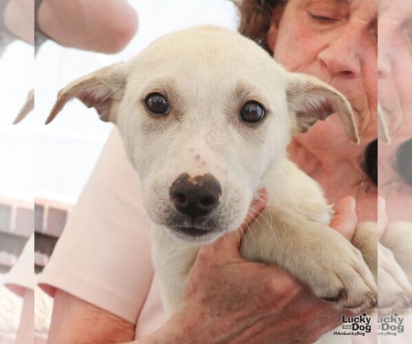 Medium Photo #3 Australian Shepherd-Unknown Mix Puppy For Sale in Washington, DC, USA